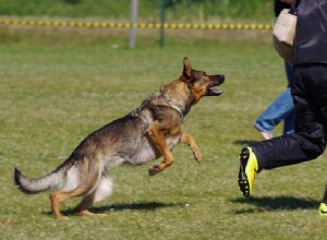 Comment dresser un berger allemand à l attaque en 7 étapes faciles [Nouveau guide]