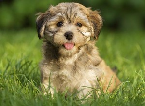 6 migliori cuccioli di Havanese tagliati con informazioni e cure sulla razza di cani Havanese