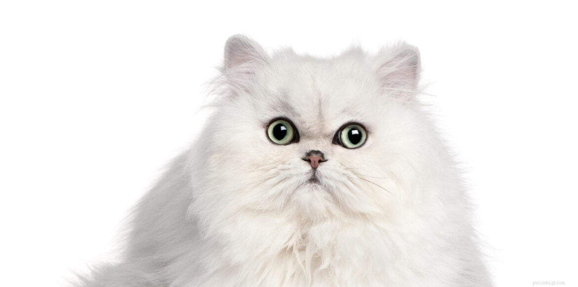 Gezondheidsproblemen bij Perzische katten en hoe u voor uw Perzische kat moet zorgen