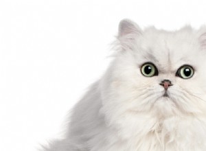 Проблемы со здоровьем персидской кошки и уход за ней