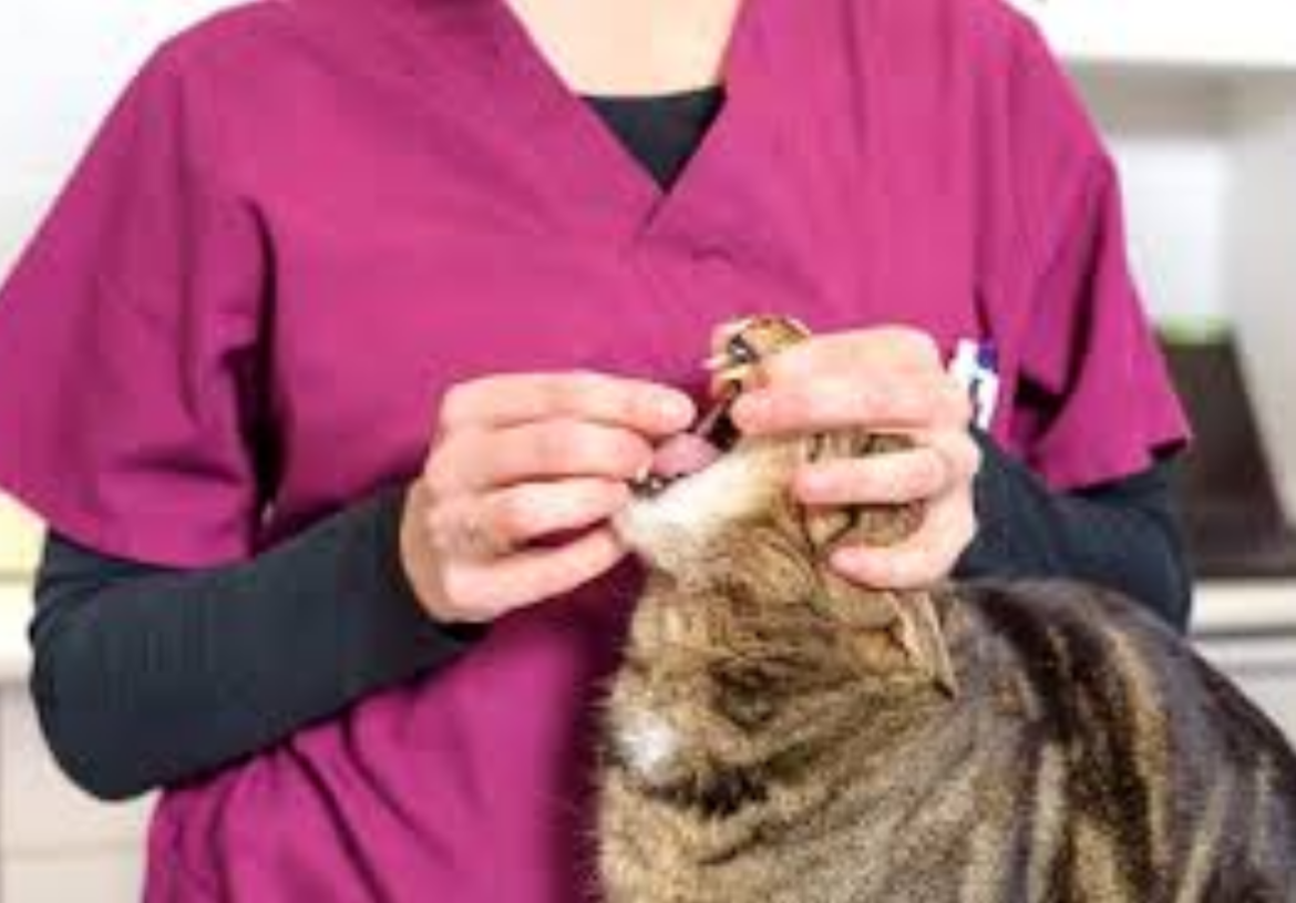 Come dare una pillola a un gatto in 3 semplici passaggi (Guida definitiva)