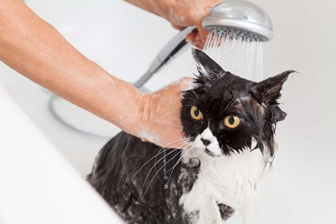 Posso usar shampoo para cachorro no meu gato?