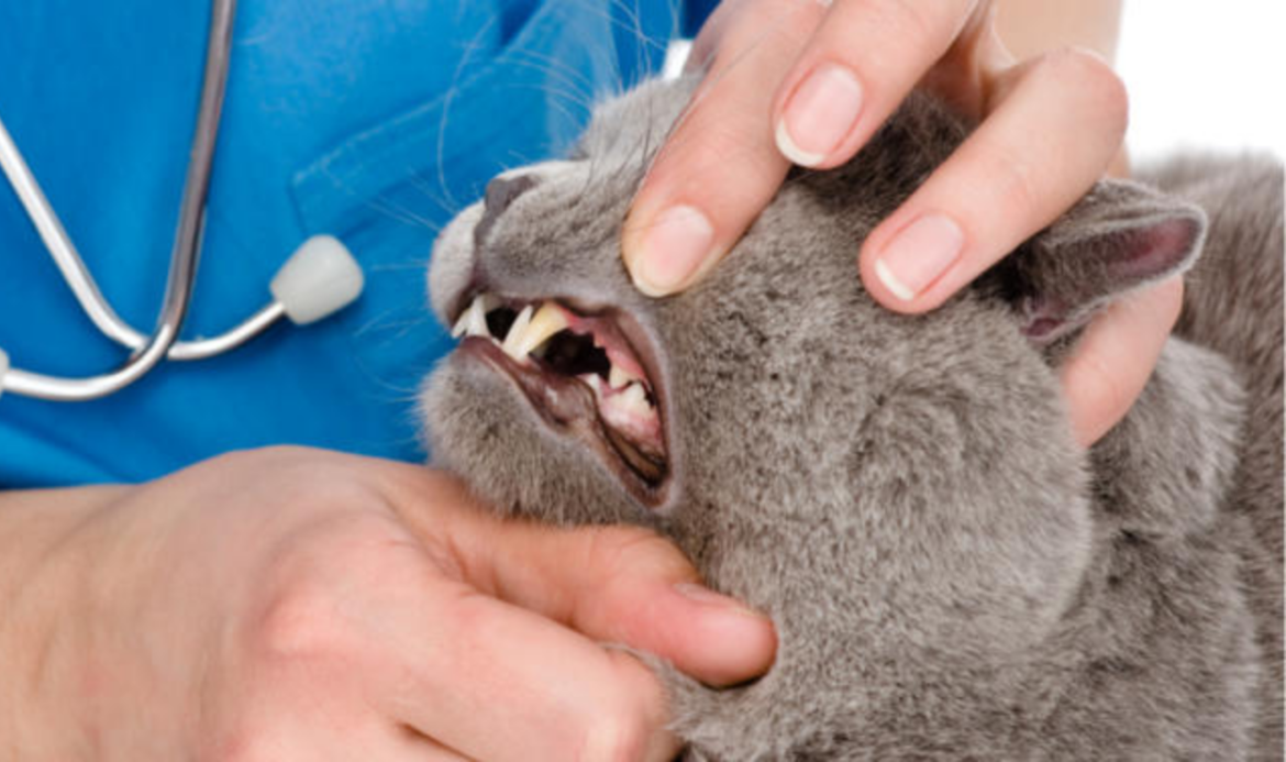 간단한 10단계로 건강한 고양이 치아를 유지하는 방법