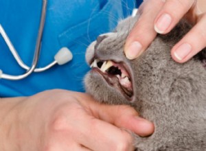 Como manter os dentes de gato saudáveis ​​em 10 etapas fáceis