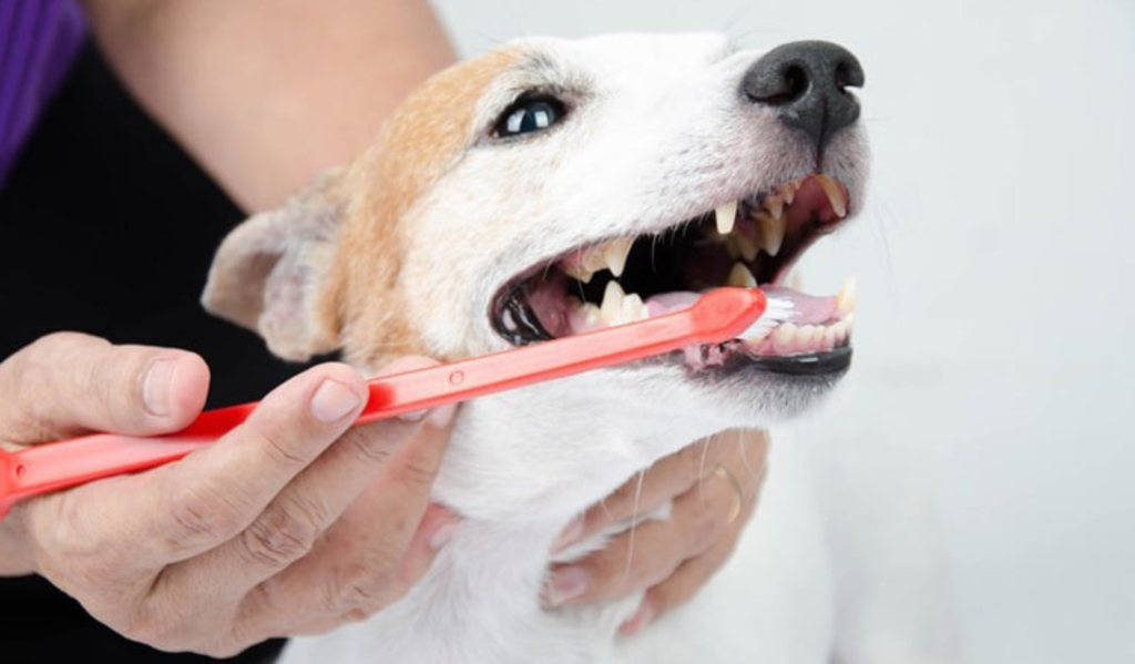 간단한 10단계로 건강한 고양이 치아를 유지하는 방법