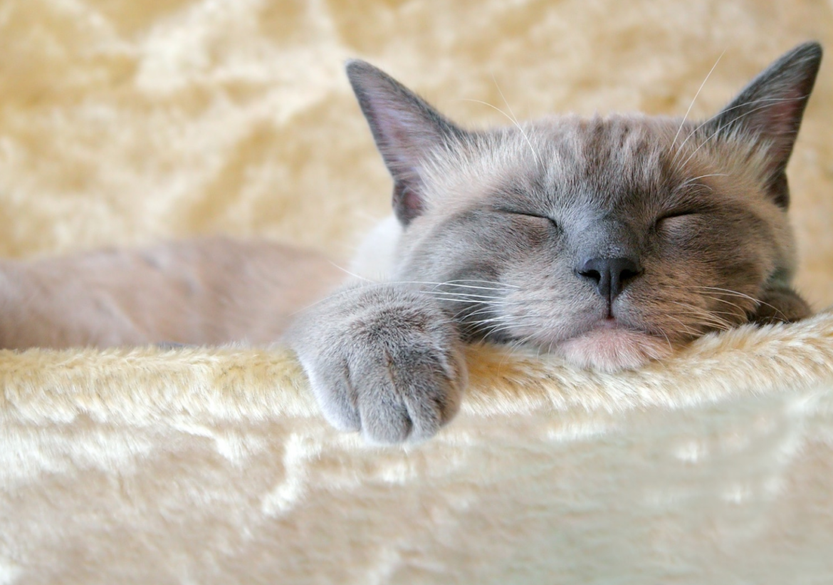 Hur sover katter:9 viktiga tips [Ny version]