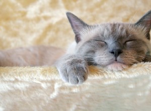 Hur sover katter:9 viktiga tips [Ny version]