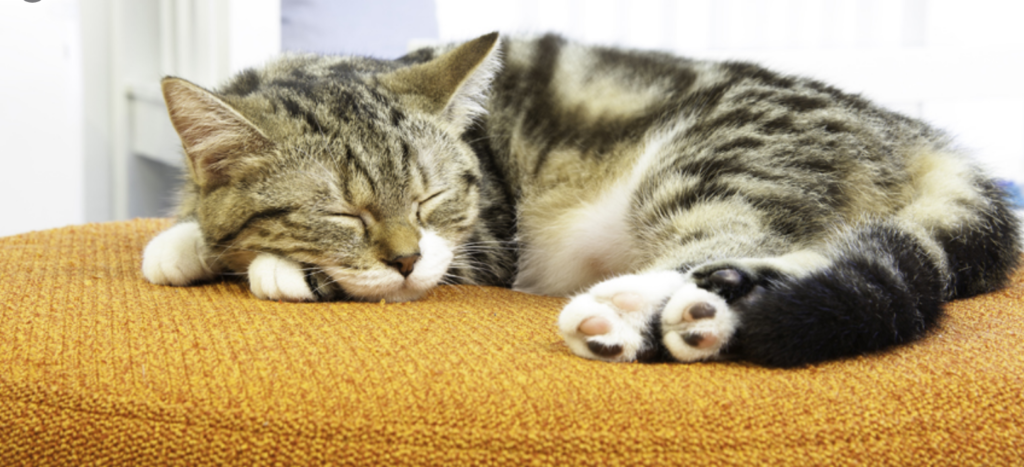 Jak kočky spí:9 základních tipů [nová verze]