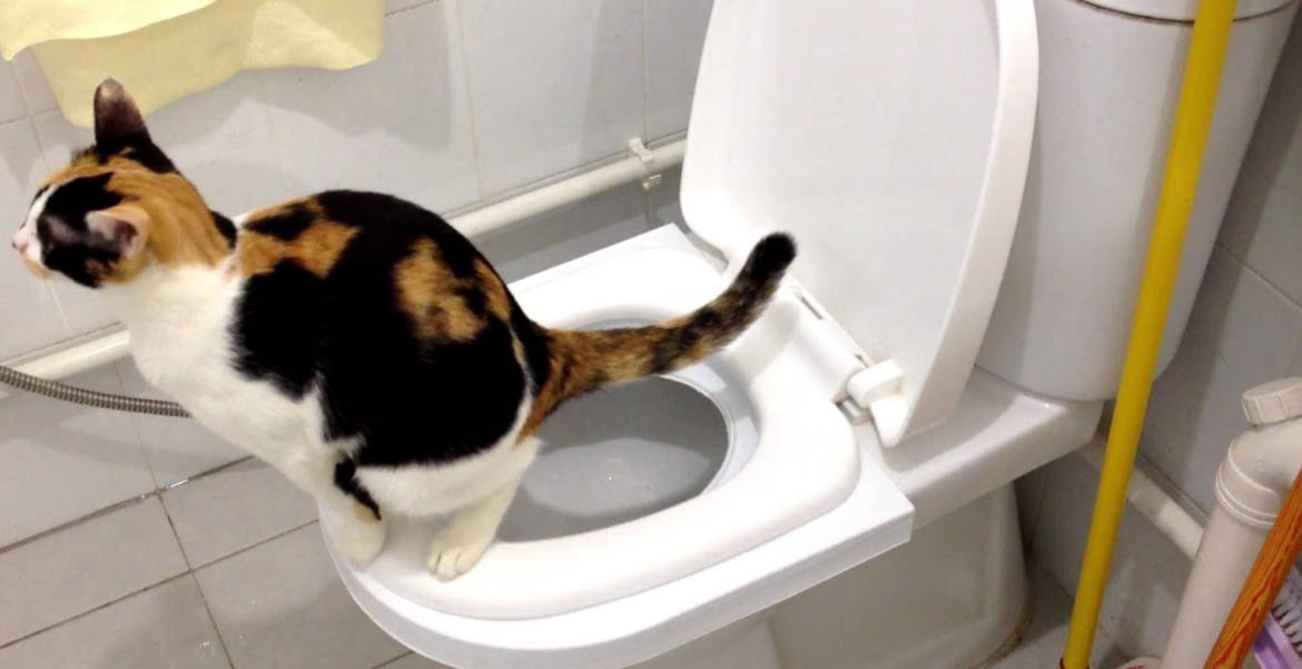 Come addestrare il tuo gatto in bagno:importanza, pregi e demeriti
