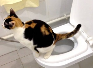 Hur du toaletttränar din katt:betydelse, fördelar och nackdelar