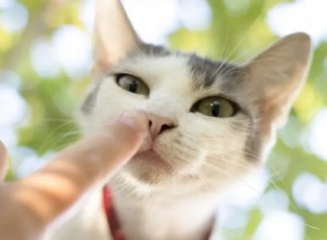 Jak udělat kotě jako vy v 9 snadných krocích (Ultimátní průvodce)