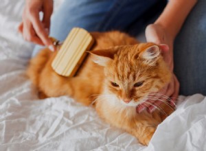 Como criar um gato saudável em 10 etapas fáceis