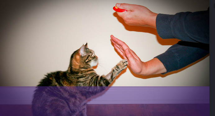 6つの簡単なステップであなたの猫を訓練する方法 