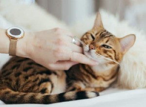 Hoe u uw kat kunt trainen in 6 eenvoudige stappen