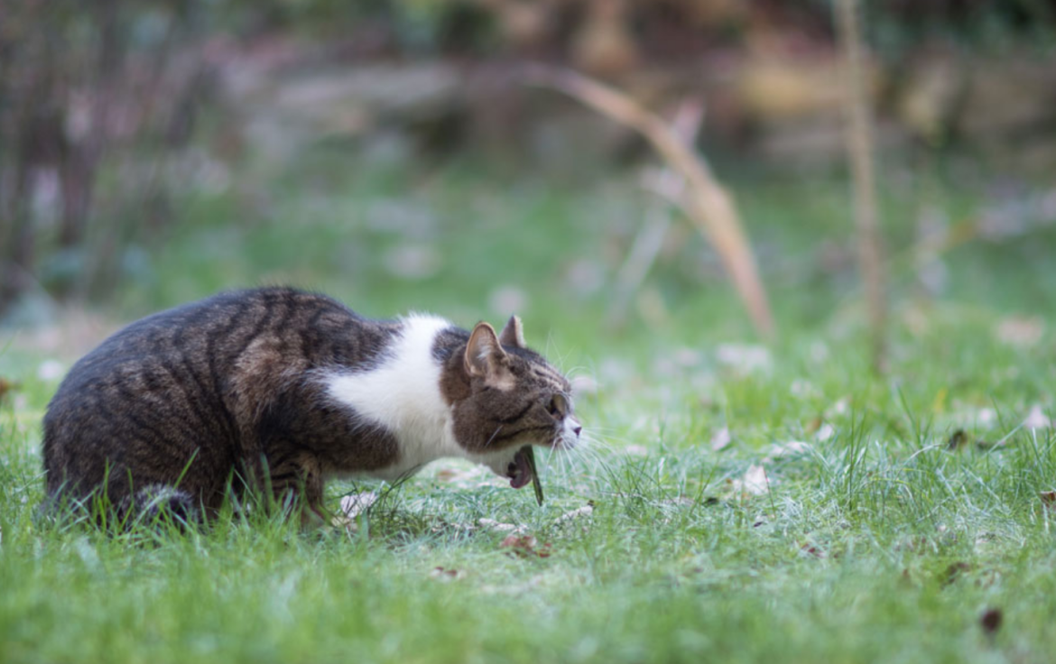 Perché i gatti vomitano:il vomito è normale?, Diagnosi della causa, trattamento e prevenzione