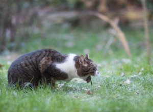 Pourquoi les chats vomissent :les vomissements sont-ils normaux ?, Diagnostic de la cause, traitement et prévention