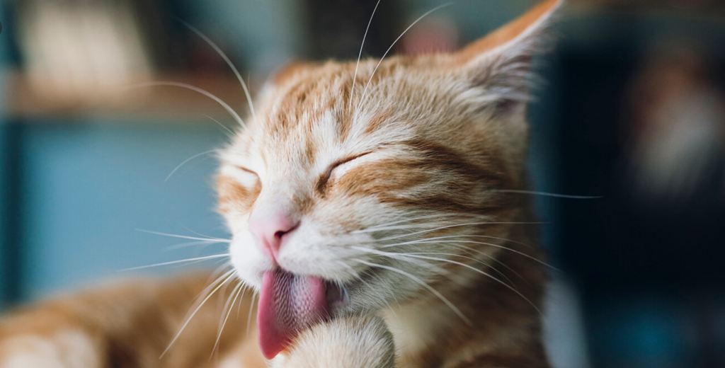 고양이가 토하는 이유:구토는 정상인가요?, 원인 진단, 치료 및 예방 