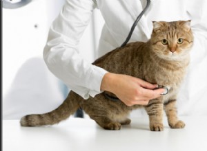 Top 10 katthälsoproblem:symtom, orsaker, behandling och förebyggande