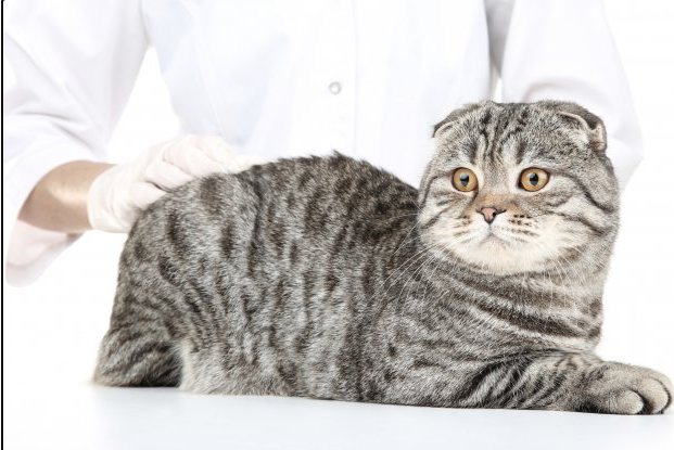 고양이 건강 문제 상위 10가지:증상, 원인, 치료 및 예방