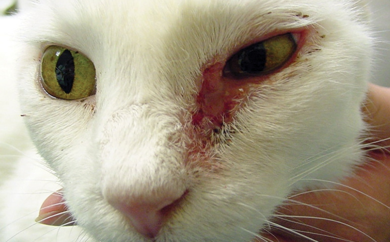 兆候と問題の主な原因を伴う9つの一般的な猫の目の問題 