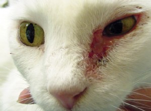 9 problemas comuns de olho de gato com sinais e principais causas do problema