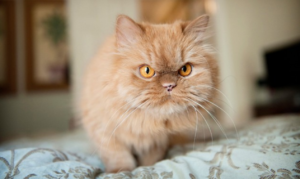 25 самых популярных пород кошек с указанием их основных характеристик