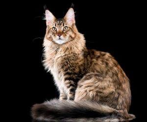 주요 특징을 포함하여 가장 인기 있는 25가지 고양이 품종