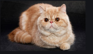 25 races de chats les plus populaires, y compris leurs principales caractéristiques