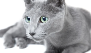 25 races de chats les plus populaires, y compris leurs principales caractéristiques