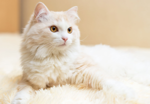 25 самых популярных пород кошек с указанием их основных характеристик