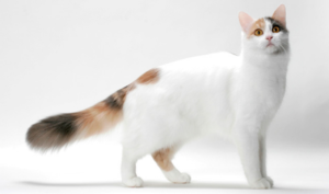 주요 특징을 포함하여 가장 인기 있는 25가지 고양이 품종