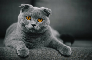 15 самых ласковых пород кошек, включая их характеристики