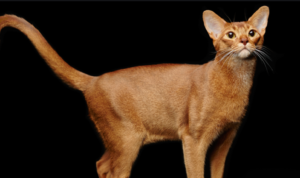 특징을 포함하여 가장 다정한 고양이 품종 15종