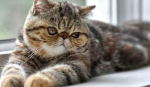 15 nejmilovanějších kočičích plemen včetně jejich vlastností