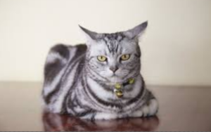 15 meest aanhankelijke kattenrassen inclusief hun kenmerken