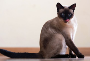 15 самых ласковых пород кошек, включая их характеристики