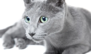 15 raças de gatos mais carinhosas, incluindo suas características