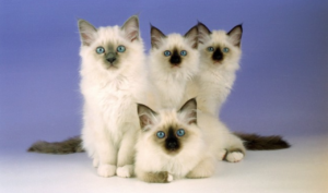 15 raças de gatos mais carinhosas, incluindo suas características