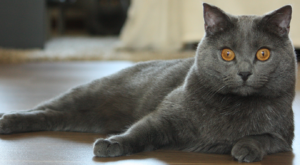 15 meest aanhankelijke kattenrassen inclusief hun kenmerken