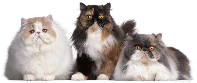 Informatie over Perzische kattenrassen:kenmerken, persoonlijkheidskenmerken en algemene verzorging