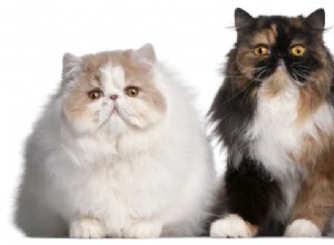 Информация о породе персидских кошек:характеристики, черты характера и общий уход