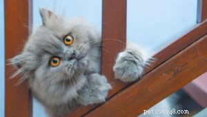 15 meest volgzame kattenrassen [Nieuwe versie]
