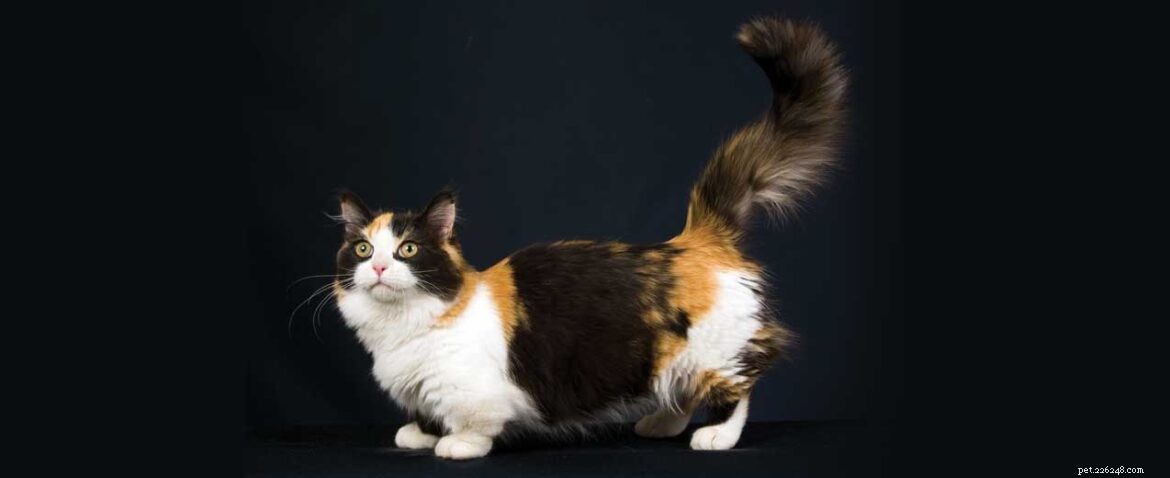 Информация о породе кошек манчкин:характеристики, черты характера и общий уход