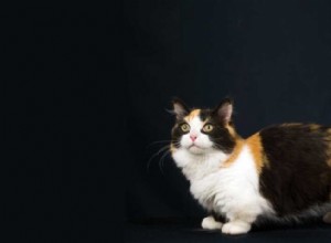 Munchkin Cat Breed Info:Egenskaper, personlighetsdrag och allmän vård