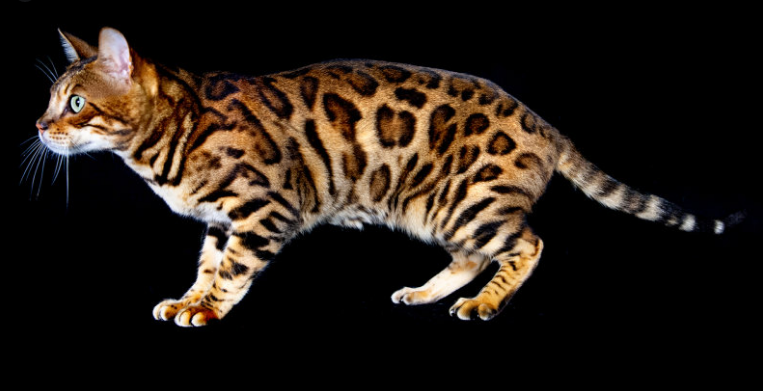 ベンガル猫の品種情報：歴史、性格、健康、ケア
