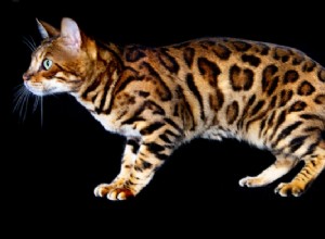 벵골 고양이 품종 정보:역사, 성격, 건강 및 관리
