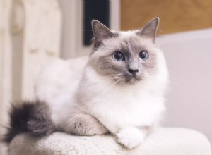 Ragdoll 고양이 품종:역사, 특성, 성격 특성 및 관리