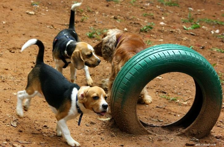 Come rendere divertente il parco per cani per il tuo animale domestico