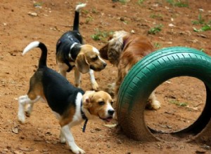 Как сделать парк для собак интересным для вашего питомца