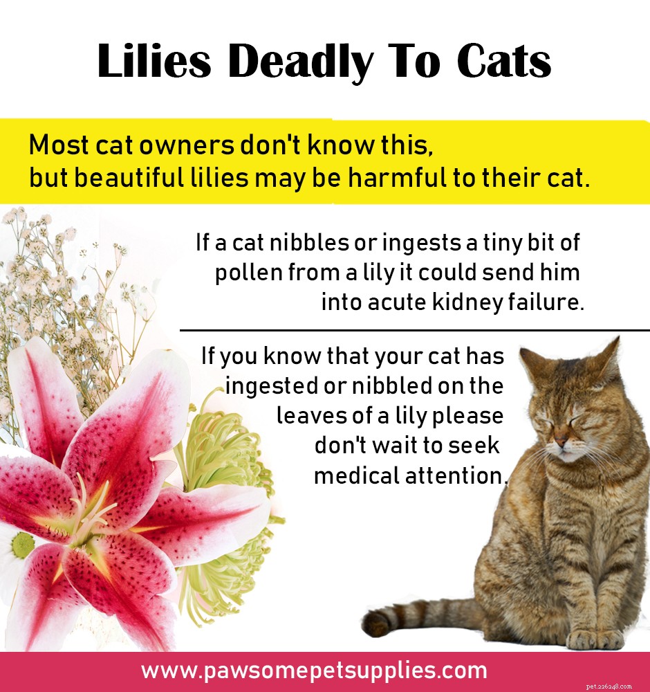 Mooie lelies dodelijk voor katten